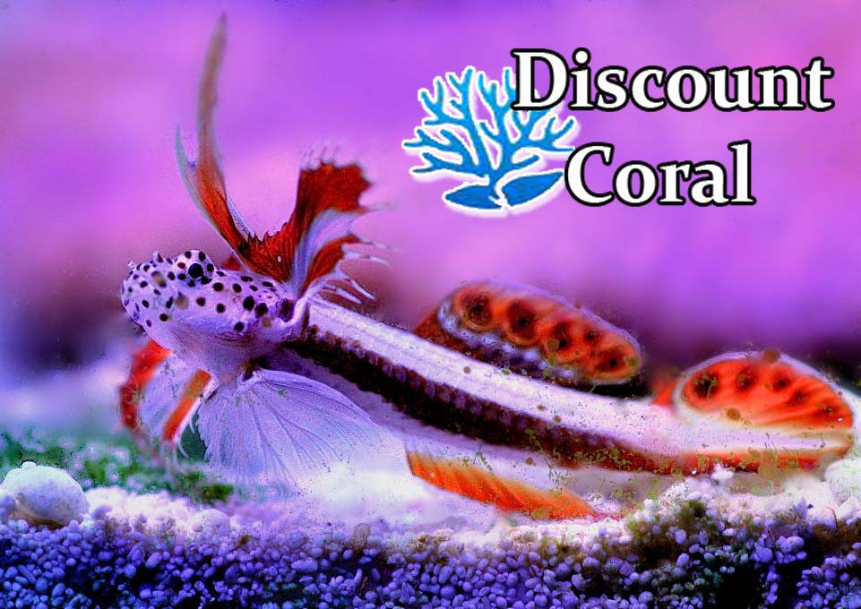 flaming-prawn-goby-firefish-goby-saltwater-fish-discountcoral