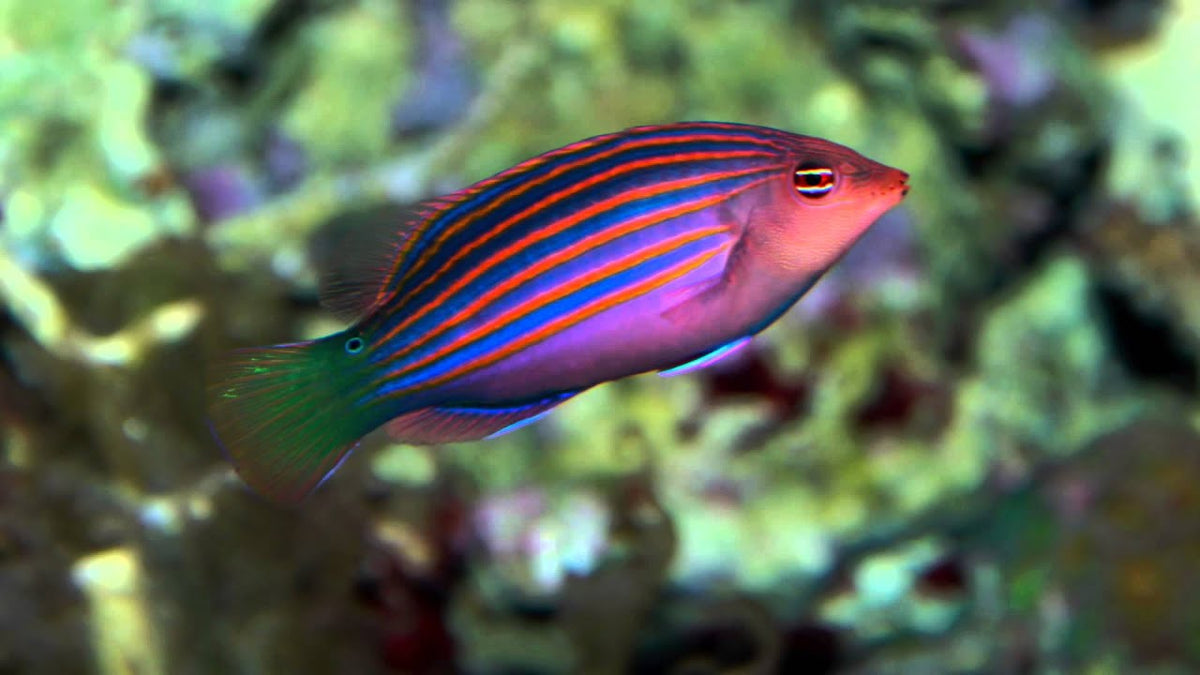 6 line 2025 wrasse care