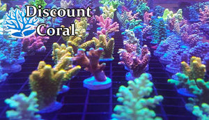 Basic knowledge of Saltwater Coral Reef