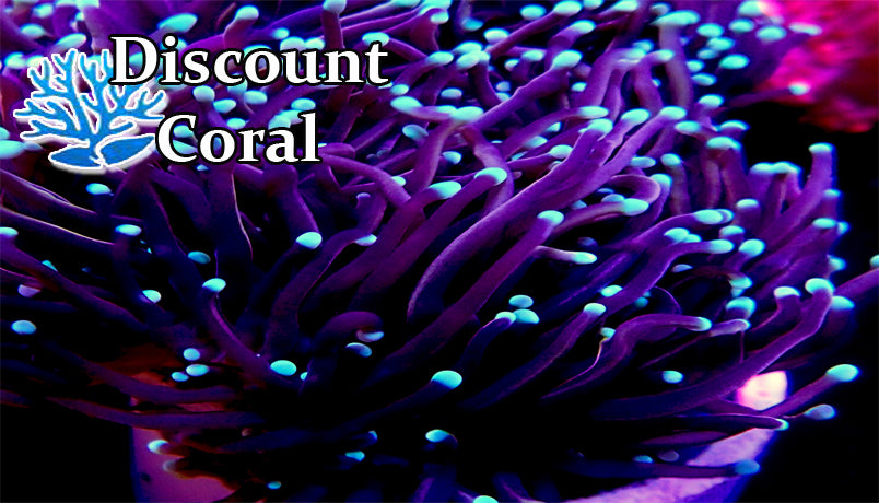 Euphyllia Torch Coral Care