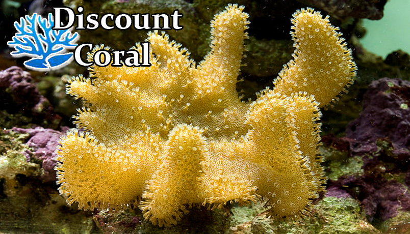 Live Soft Corals for Reef Aquariums