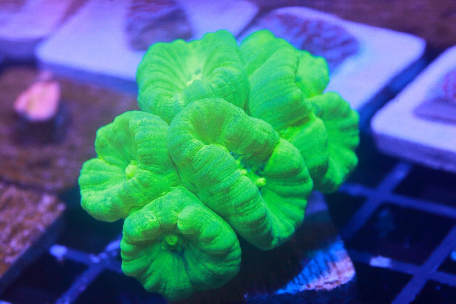 Neon Green Trumpet Coral