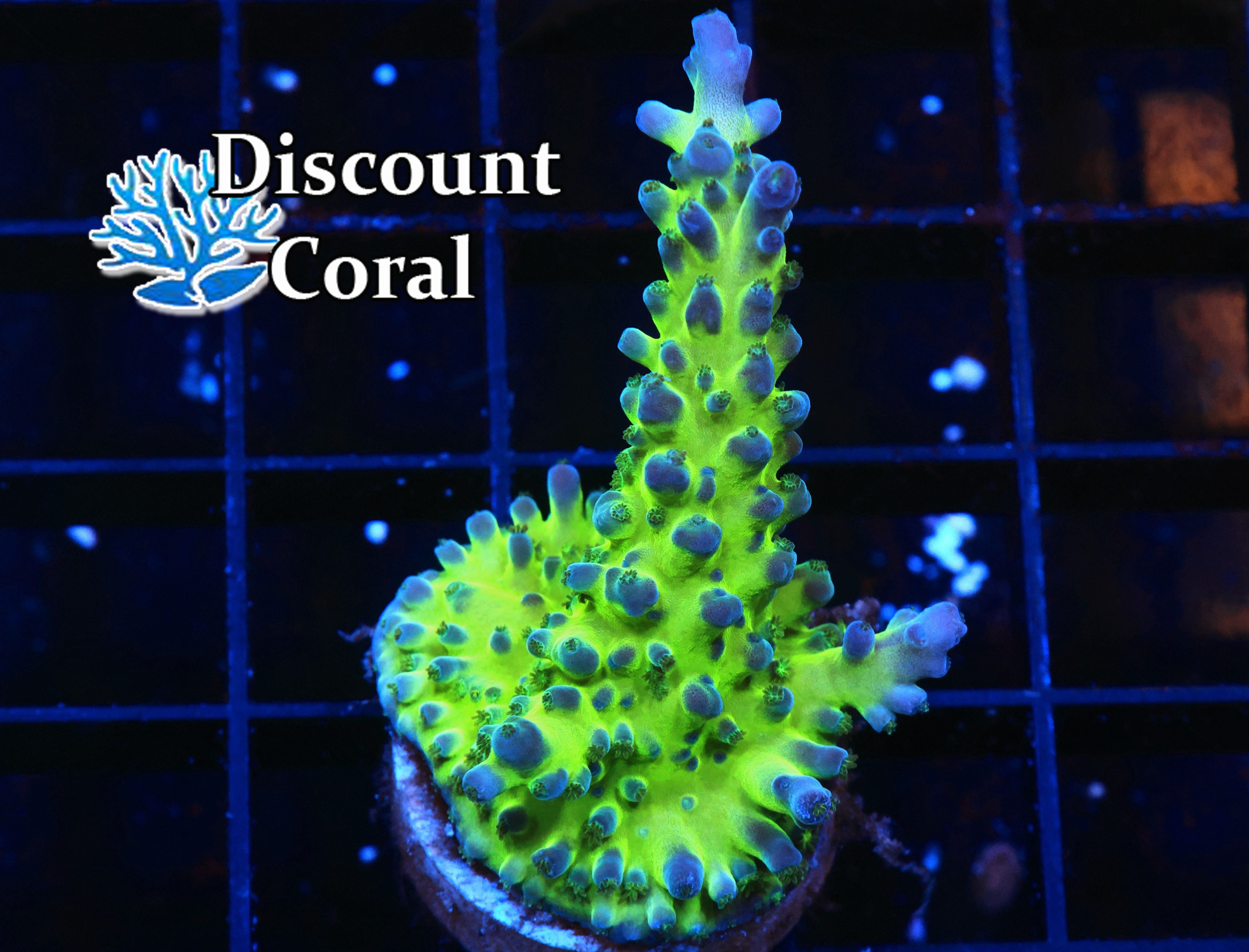Coral (Acropora tortuosa)
