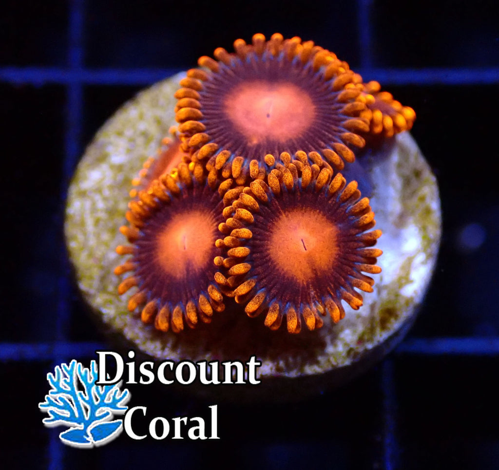 Orange Bam Bam Zoanthids