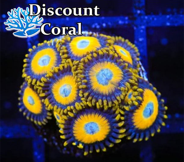 Scramble Egg Zoanthids