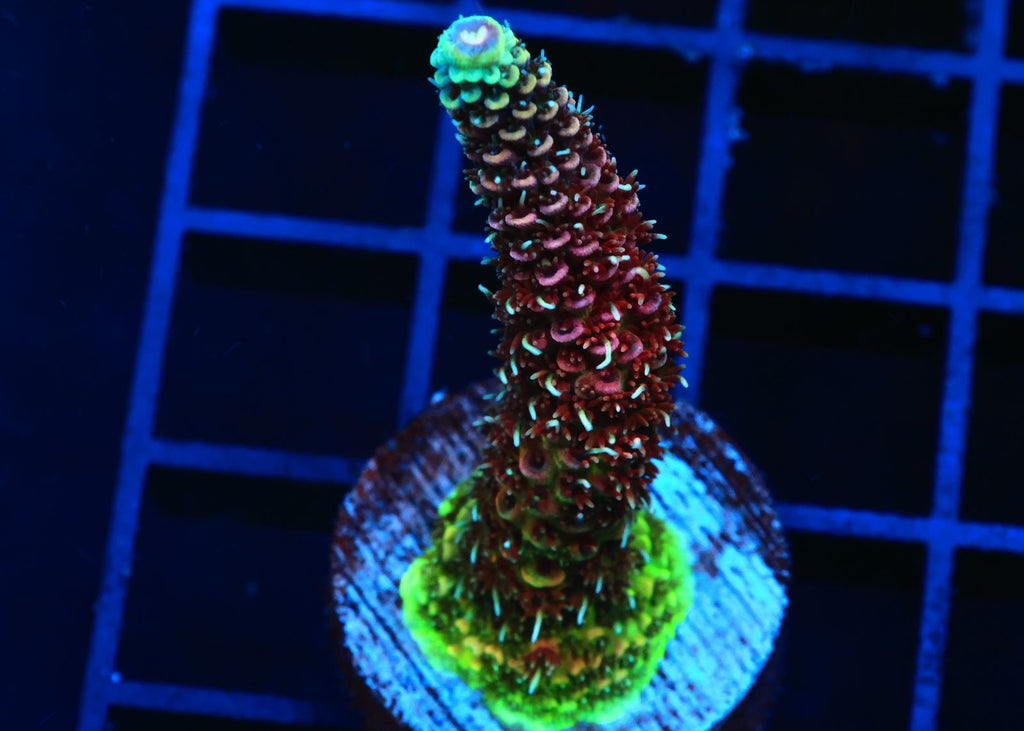 Tricolor Acropora Millepora Cultured