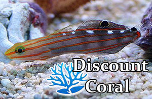 Court Jester Goby