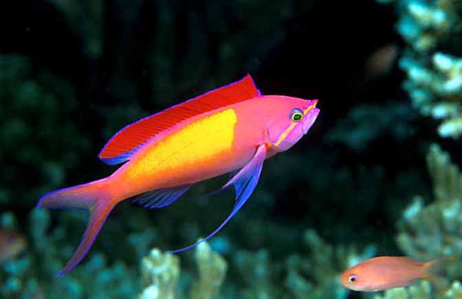 exotic Anthias Fish for Sale