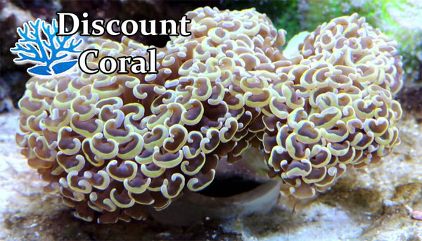 Hammer Branch Coral (Euphyllia parancora) Saltwater Coral For Sale