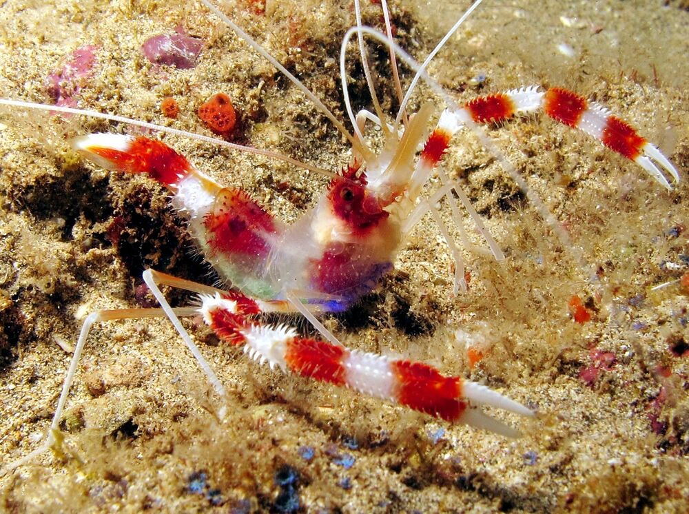 Coral Banded Shrimp – Detailed Guide: Care, Diet, and Breeding - Shrimp and  Snail Breeder