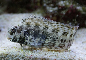 Lawnmower Blenny for Sale