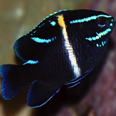 Neon Velvet Damsel Fish for Sale - Blue Velvet Damselfish Care ...